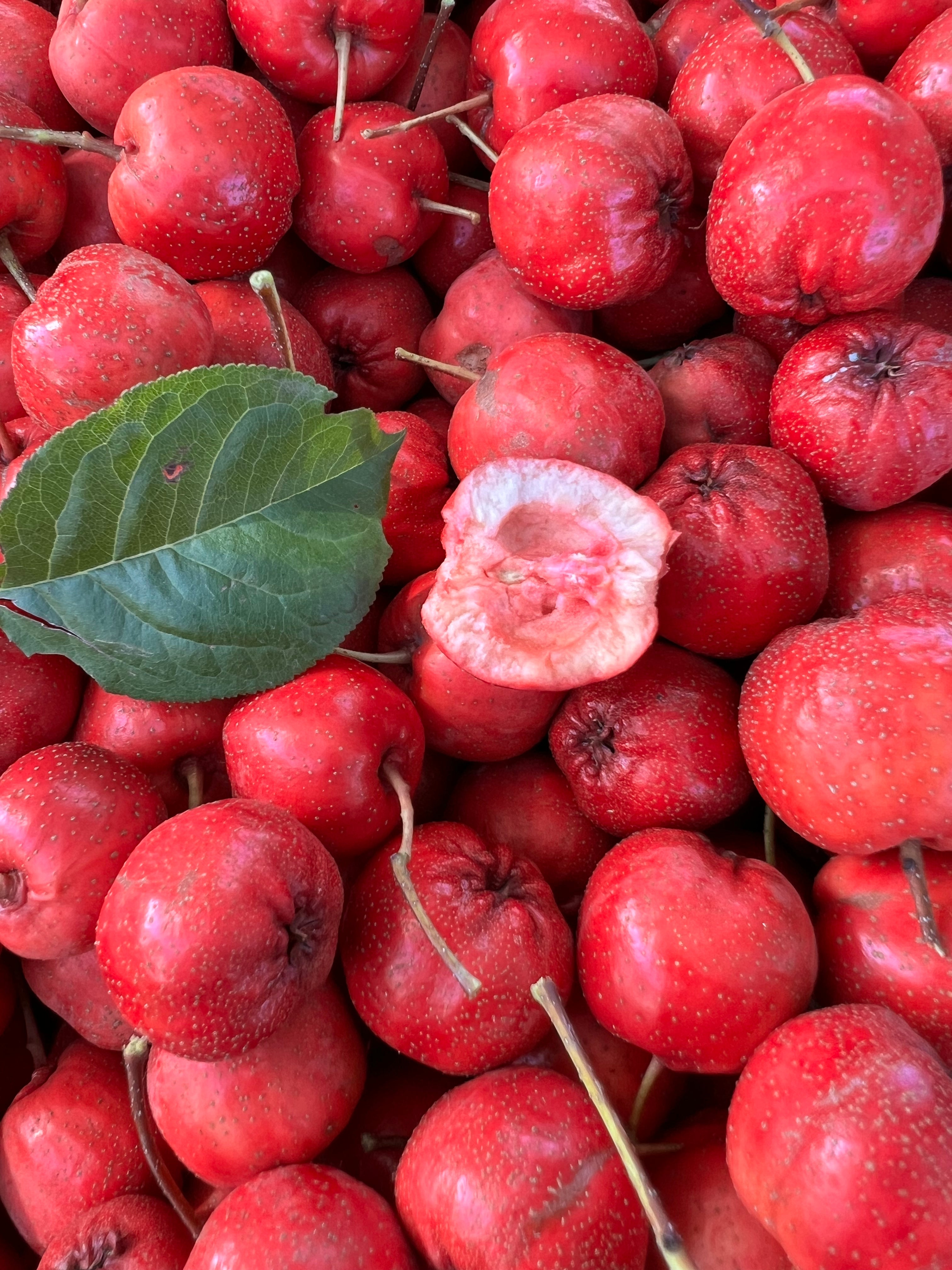 Giant Red Orange Chinese Hawthorn tree, bare root. 金桔红山楂