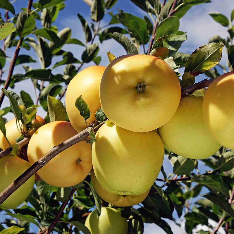 Dorsett Golden Apple Tree, Low Chill 100 hours, Bare Root – Santiam Nursery