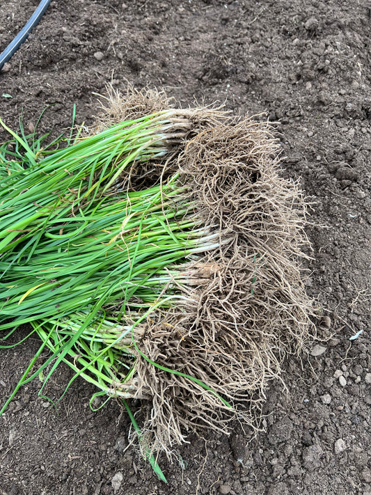 Garlic chives 40 plants.韭菜根