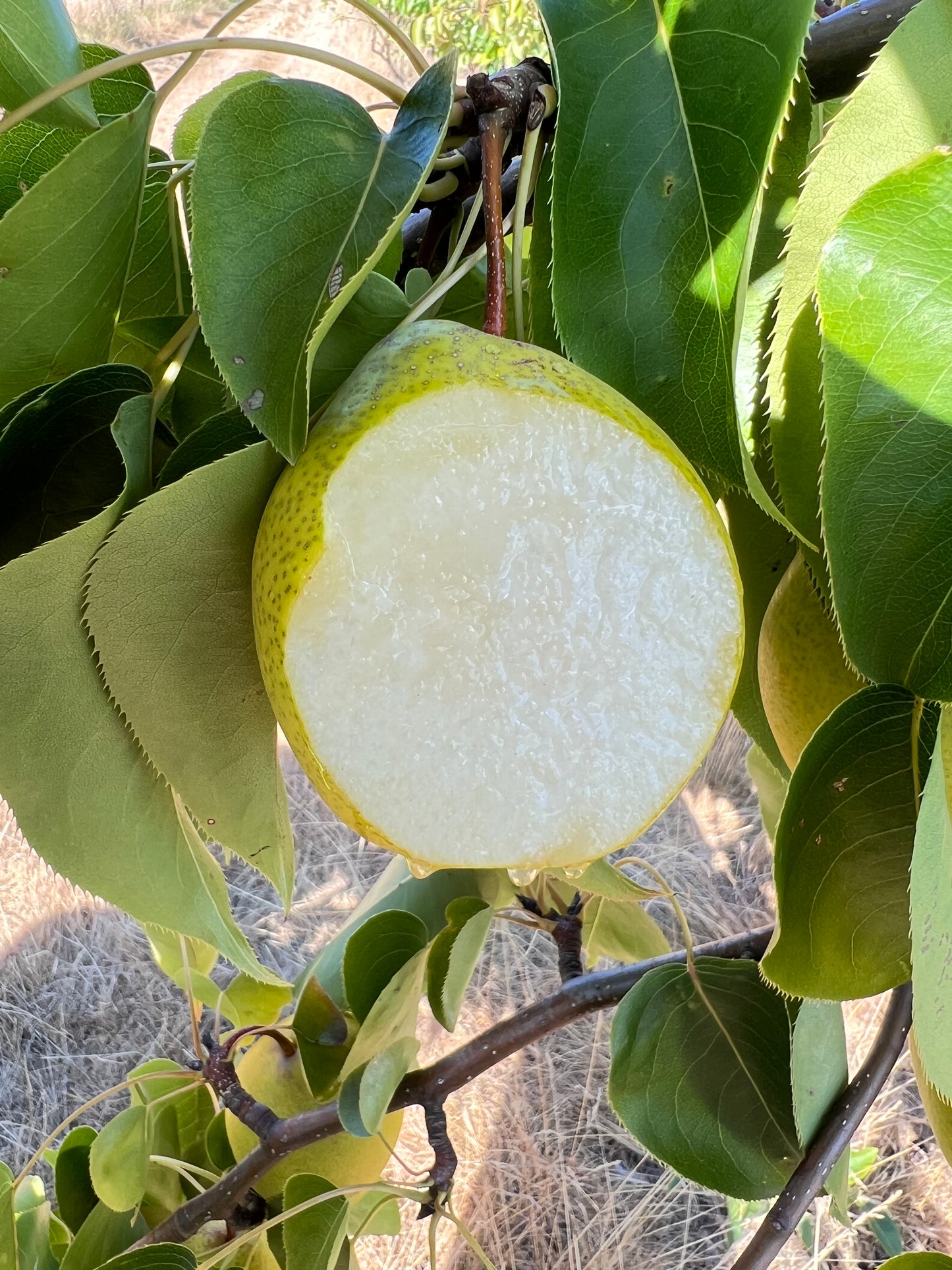 Honey Jar Asian Pear Tree, bare root, Very Sweet, Very Juicy, Very Early