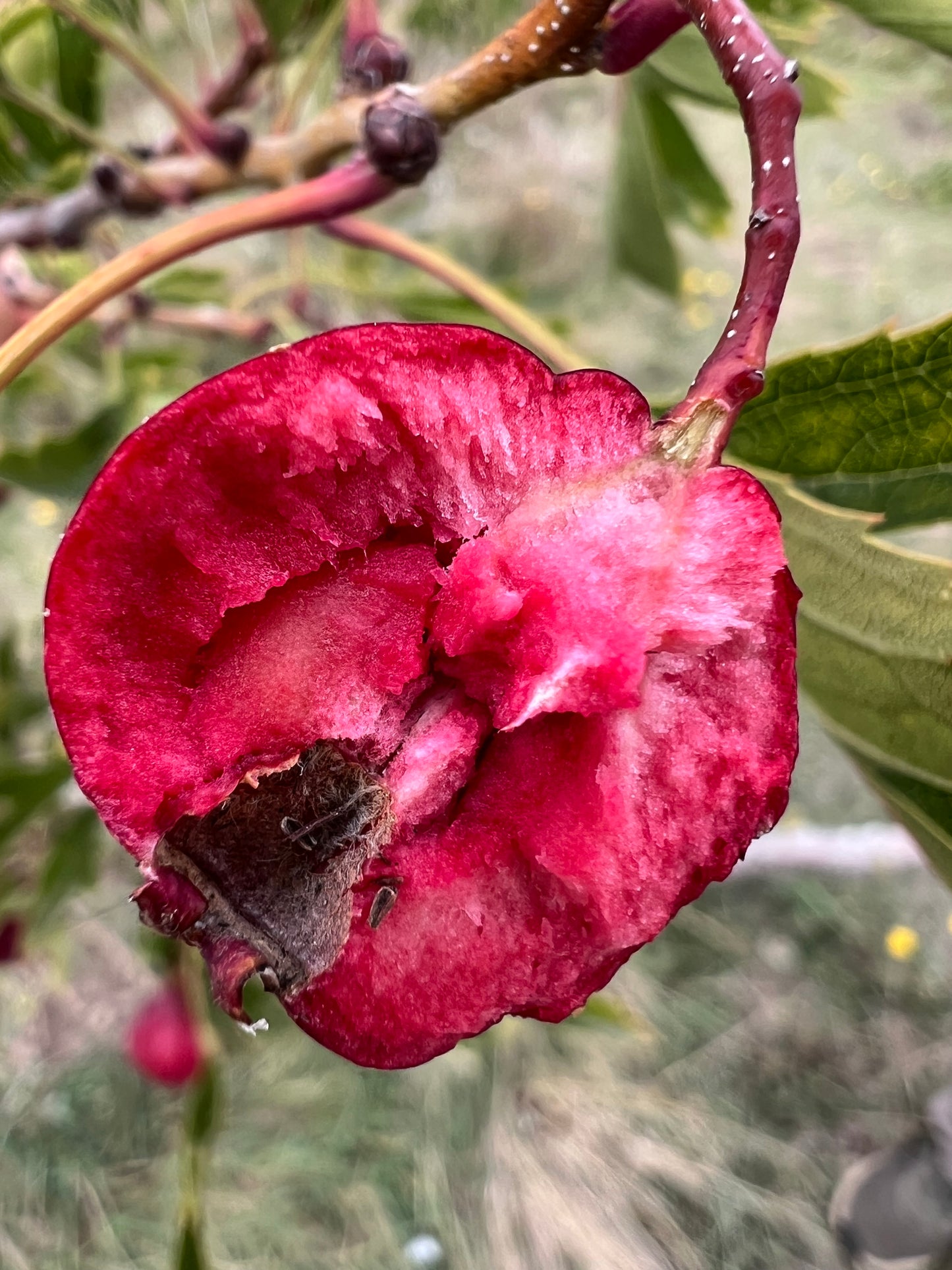 Sweet Pearl Chinese Hawthorn tree, bare root, 甜红子，甜山楂，山査子（サンザシ）