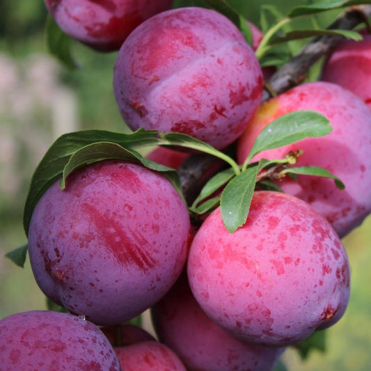 Fortune plum tree, red plum,extra large sweet fruit, cling stone  红布林李子