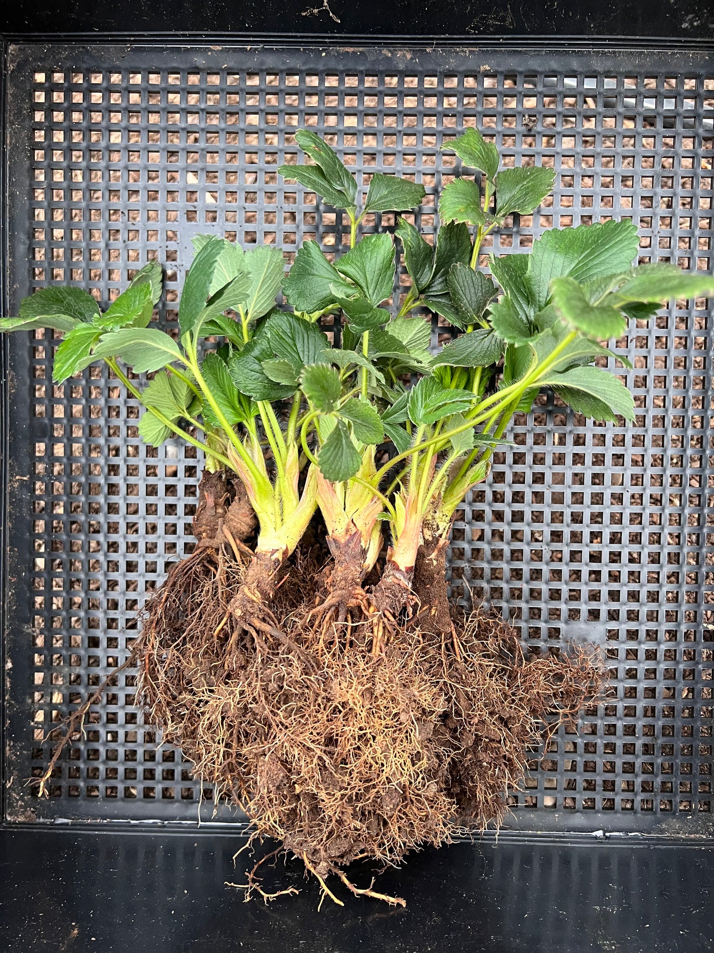 5 Japanese Kaorino Strawberry Plants, Bare Root,かおり野　イチゴ, 香野草莓，隋珠