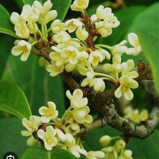Sweet Osmanthus fragrans 'Semperflorens' tree,Fragnant Tea Olive, one gallon, 四季桂，四季木犀の花 ,year-round blooming