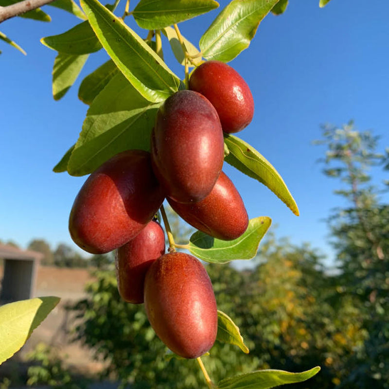 枣枣专拍 Jujubes 枣– Santiam Nursery