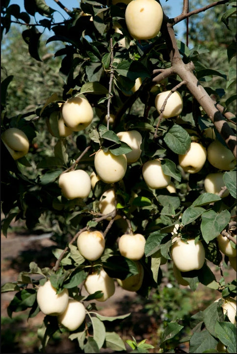 Ghost Apple Tree, Bare Root