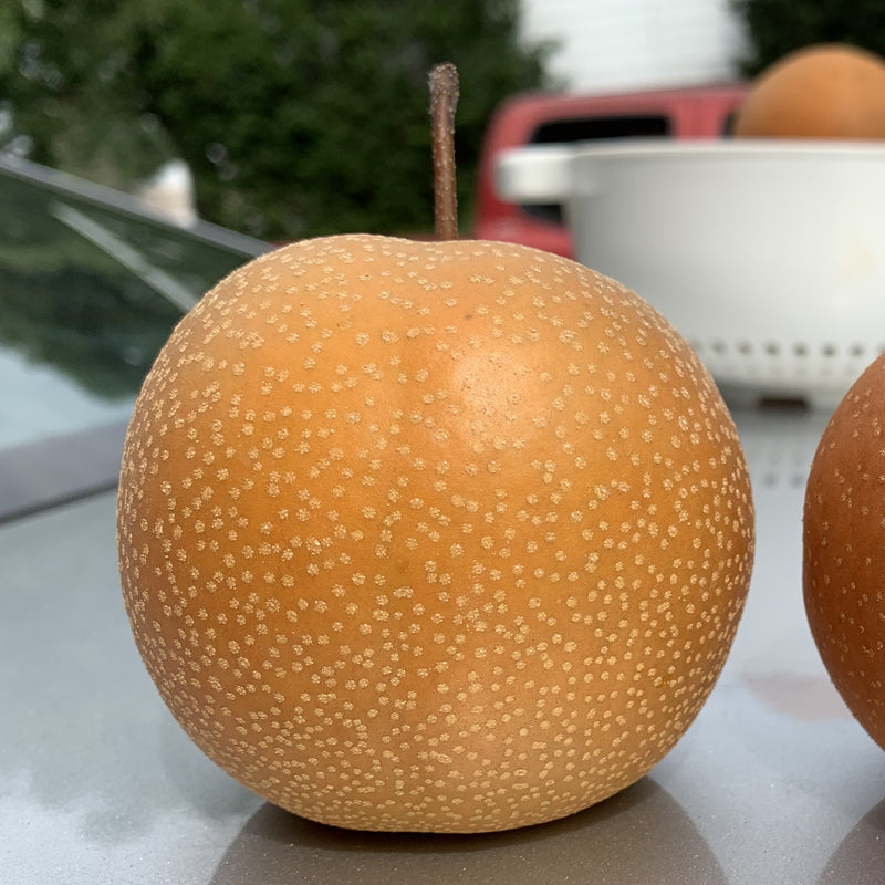 Hosui Asian Pear Tree, Bare Root, 3/8" ,豊水（ほうすい）,丰水梨