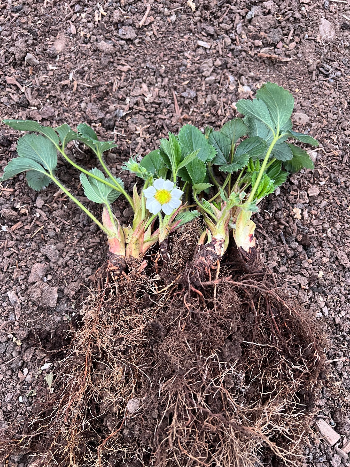 6 Japanese Akihime (あきひめ)  Strawberry Plants, Bare Root, 章姫 イチゴ, 章姬草莓，甜宝，奶油