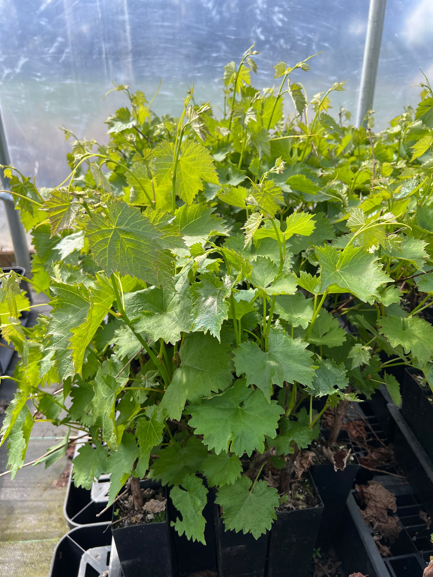 Japanese Kyoho Grape Plant, Potted, 巨峰葡萄苗 교호포도
