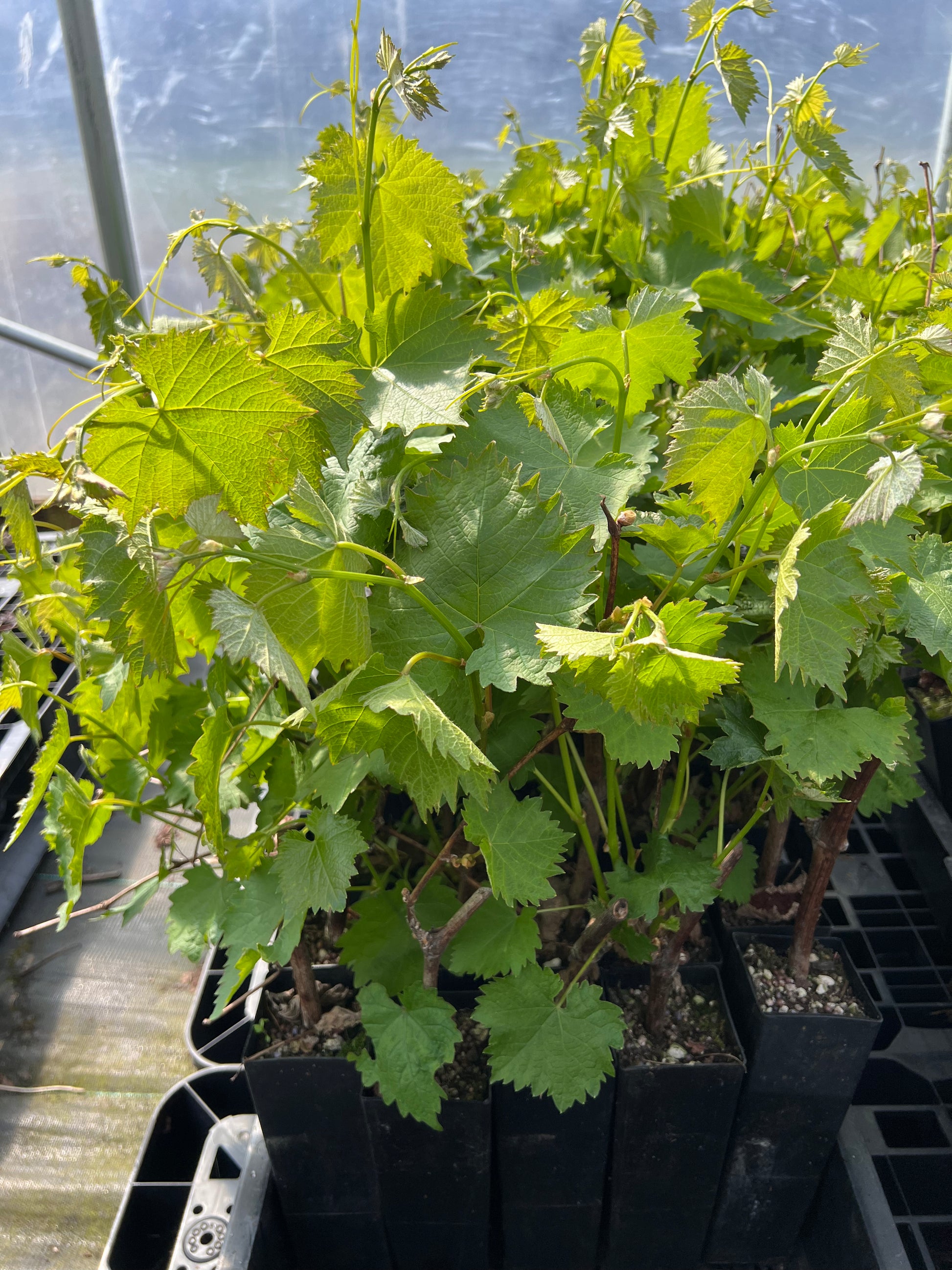 Japanese Kyoho Grape Plant, Potted, 巨峰葡萄苗 교호포도 – Santiam Nursery