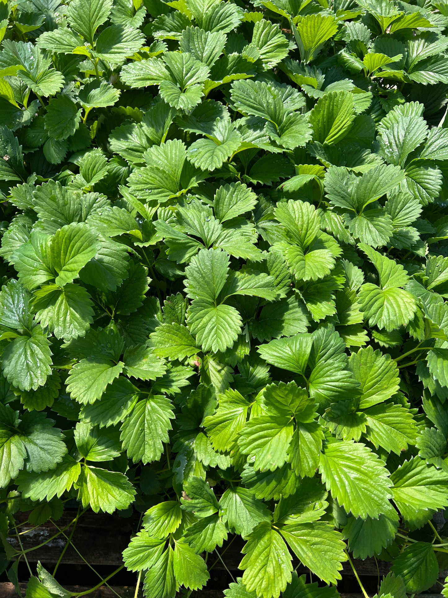 Japanese Peach Strawberry  "Momo Ichigo" plants, 8 plants, potted 桃薫（とうくん）