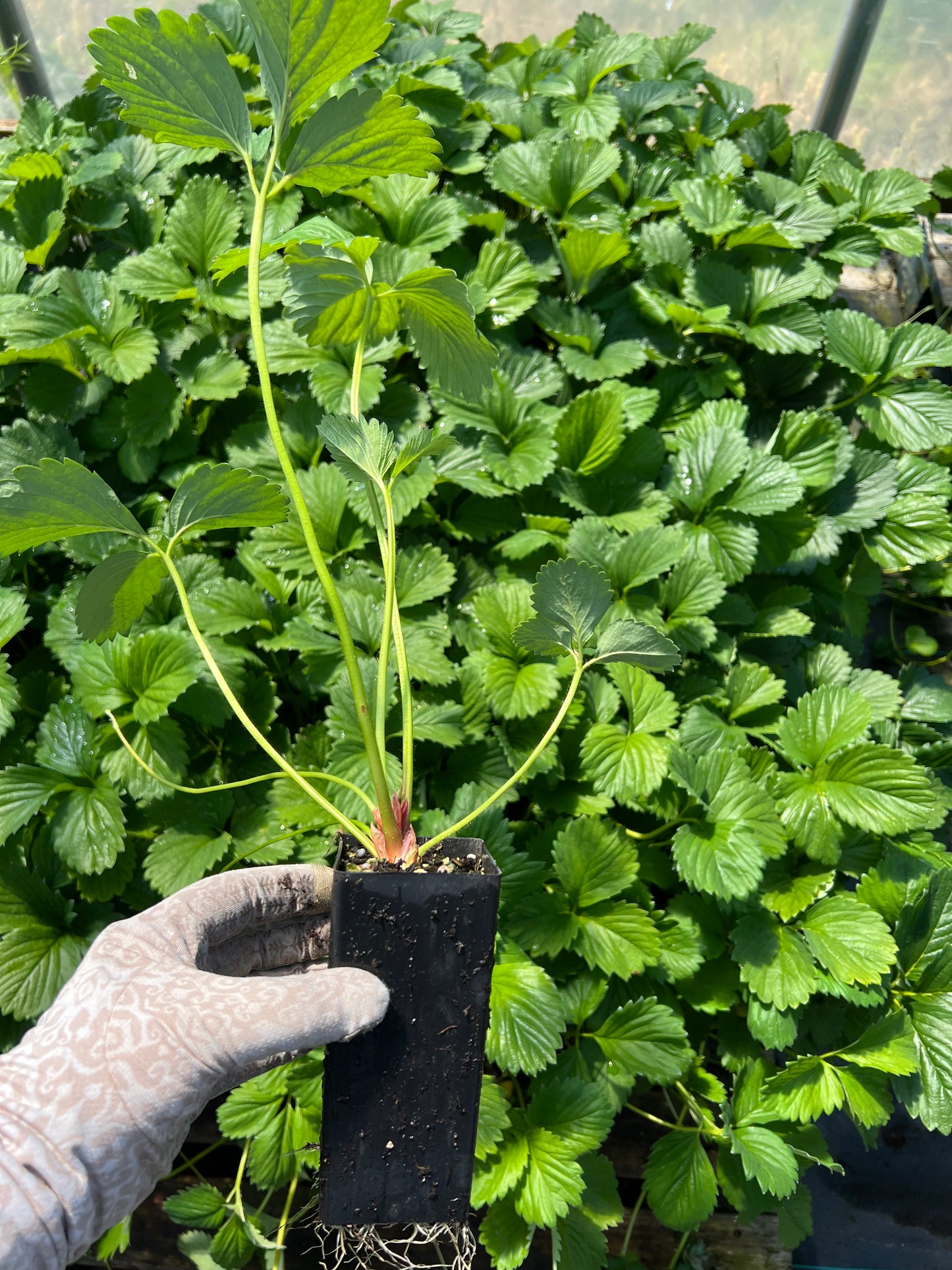 Japanese Peach Strawberry  "Momo Ichigo" plants, 8 plants, potted 桃薫（とうくん）