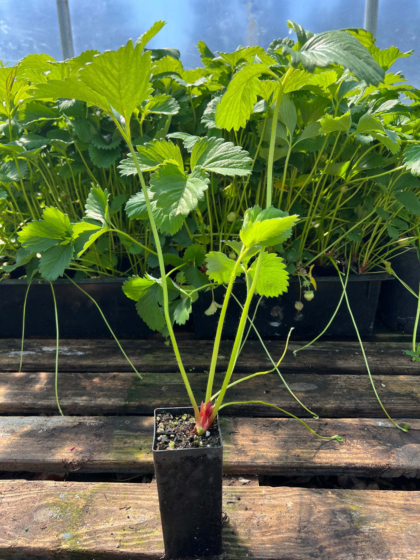 Japanese Peach Strawberry  "Momo Ichigo" plants, 8 plants, potted 桃薫（とうくん）