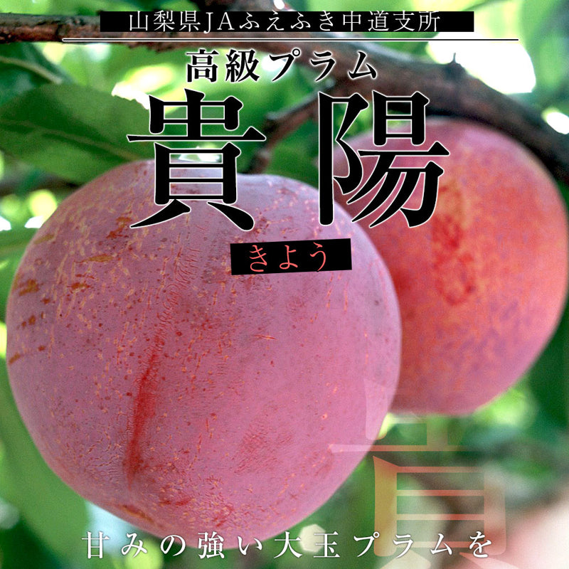 Kiyo Plum Tree, Japanese Premium Yamanashi Kiyo Plum Tree, Potted, about 3 feet tall.  貴陽 (きよう)