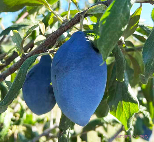 Long John European Plum Tree