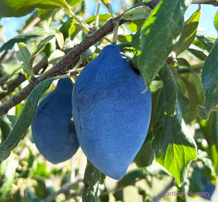 Long John European Plum Tree – Santiam Nursery