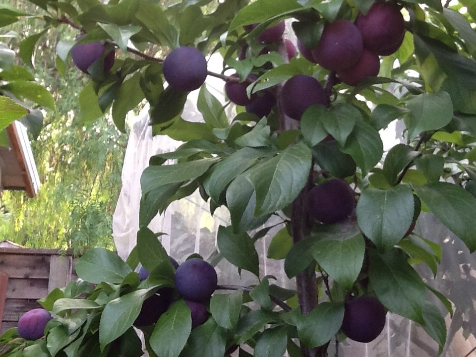 Nadia cherry plum hybrid plant , pluerry US Seller