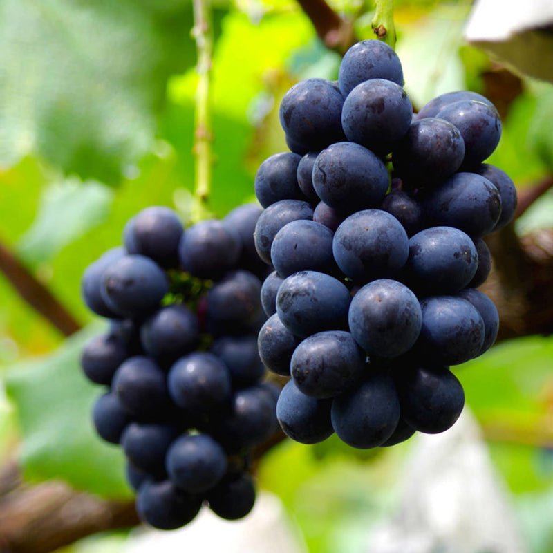 Nagano Purple Japanese Seedless Grape Plant, 長野パープル,长野紫峰