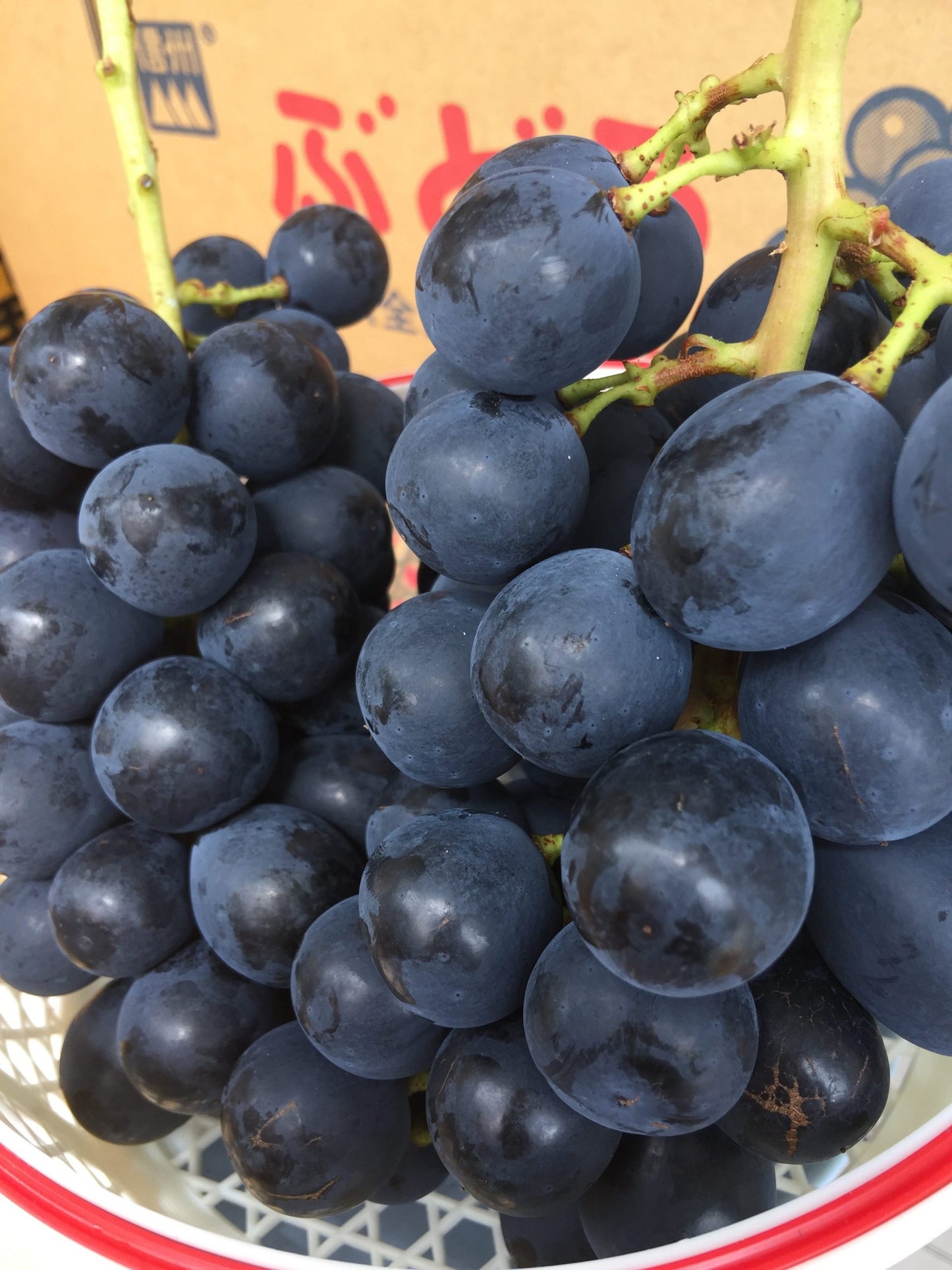 Nagano Purple Japanese Seedless Grape Plant, 長野パープル,长野紫峰