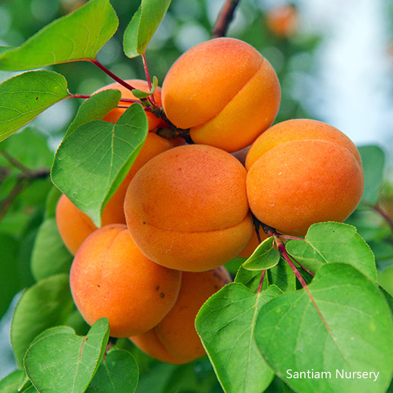 Nugget Apricot Tree, Bare Root, 3 feet tall