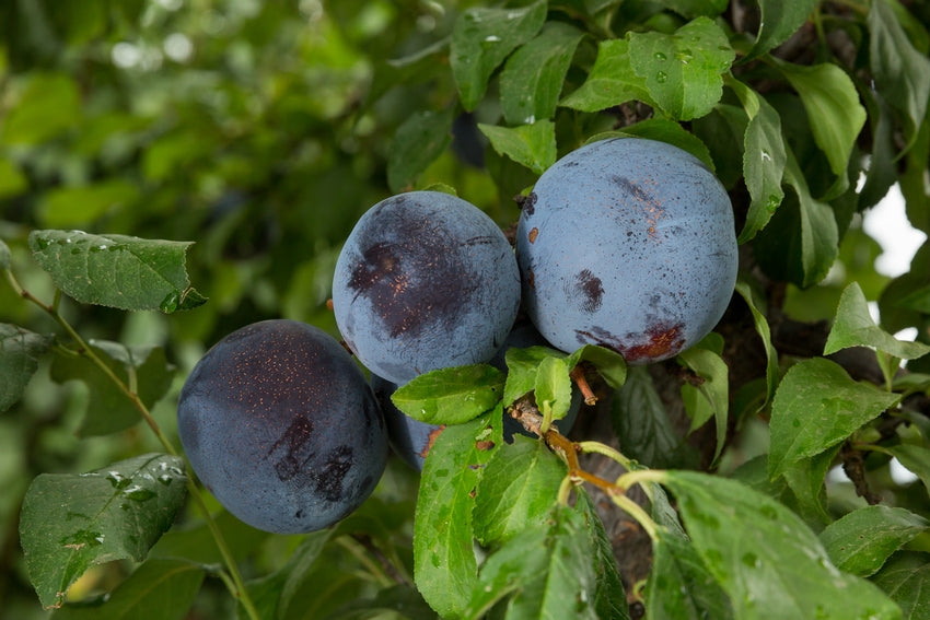 Owen T plum tree Santiam Nursery