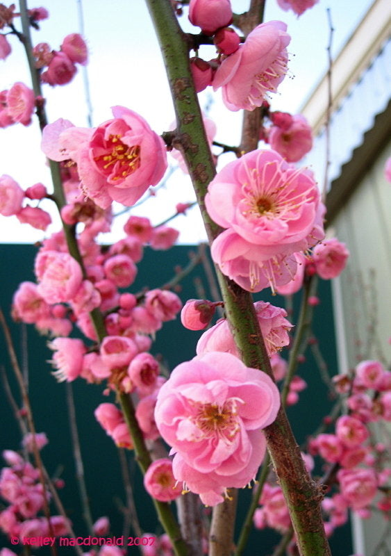 Peggy Clarke Japanese Flowering Apricot tree, Prunus Mume,Ume,  bonsai ,梅花  US seller