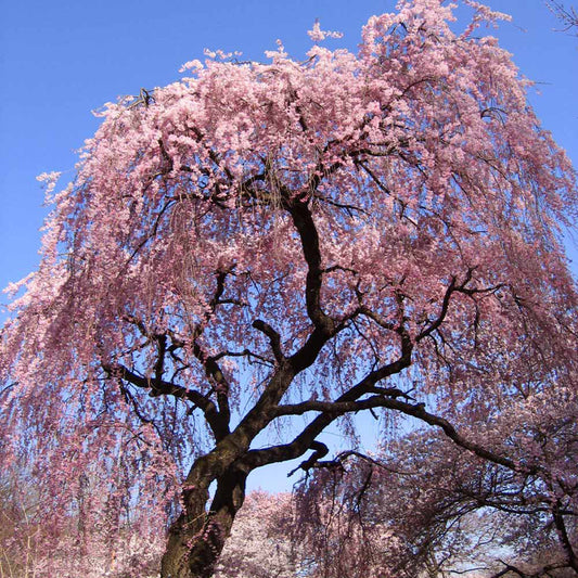 Weeping 'Double' Flowering Cherry Tree, Bare Root, シダレザクラ，枝垂れ桜