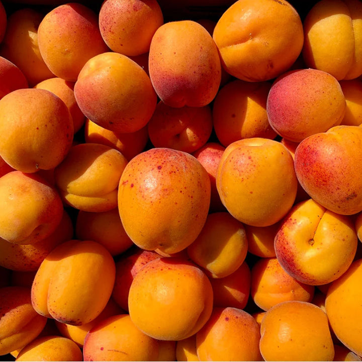 Apricots – Santiam Nursery