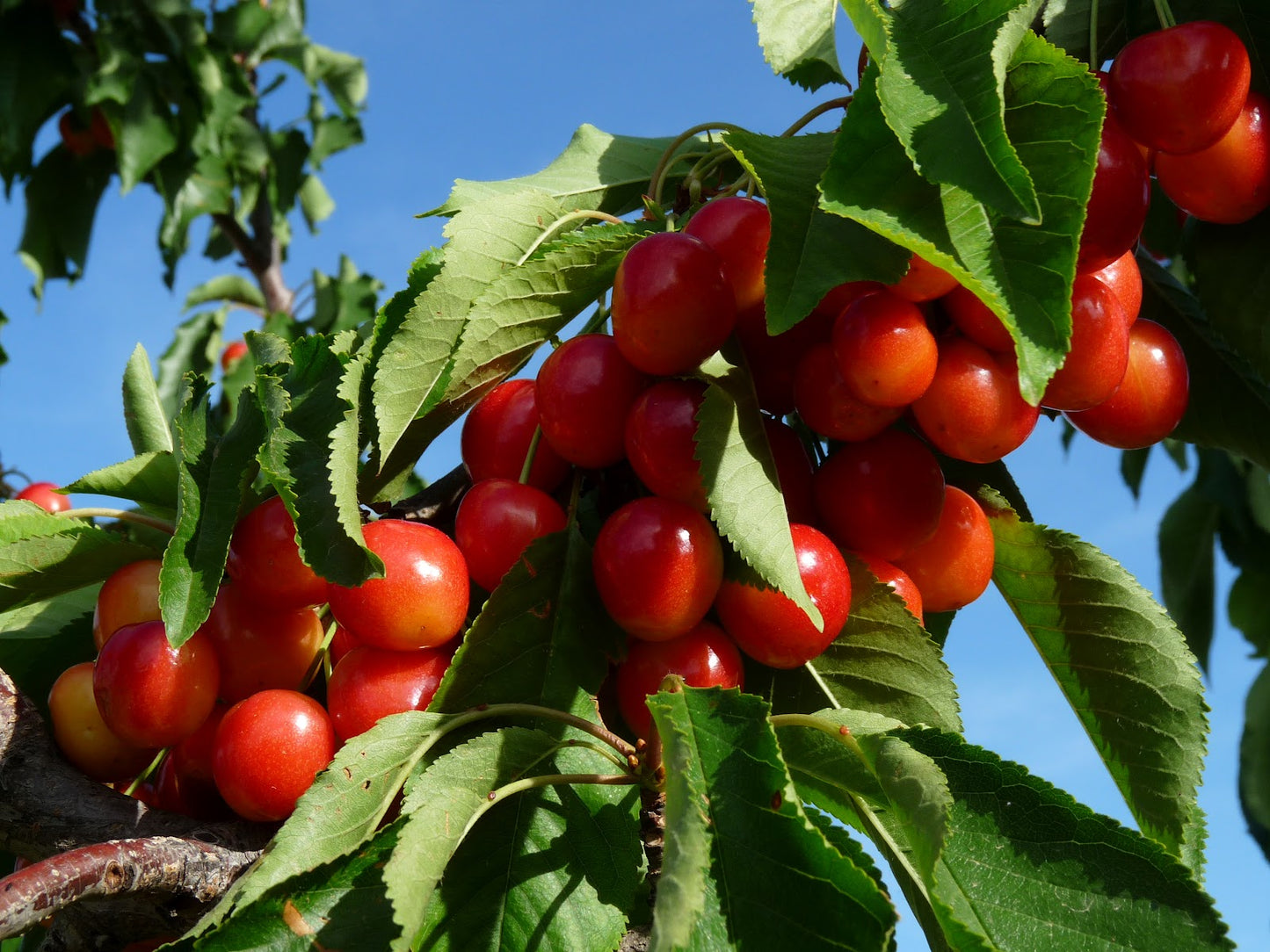 Royal Rainier Sweet Cherry Tree on Mazzard, Bare Root, 1/2"