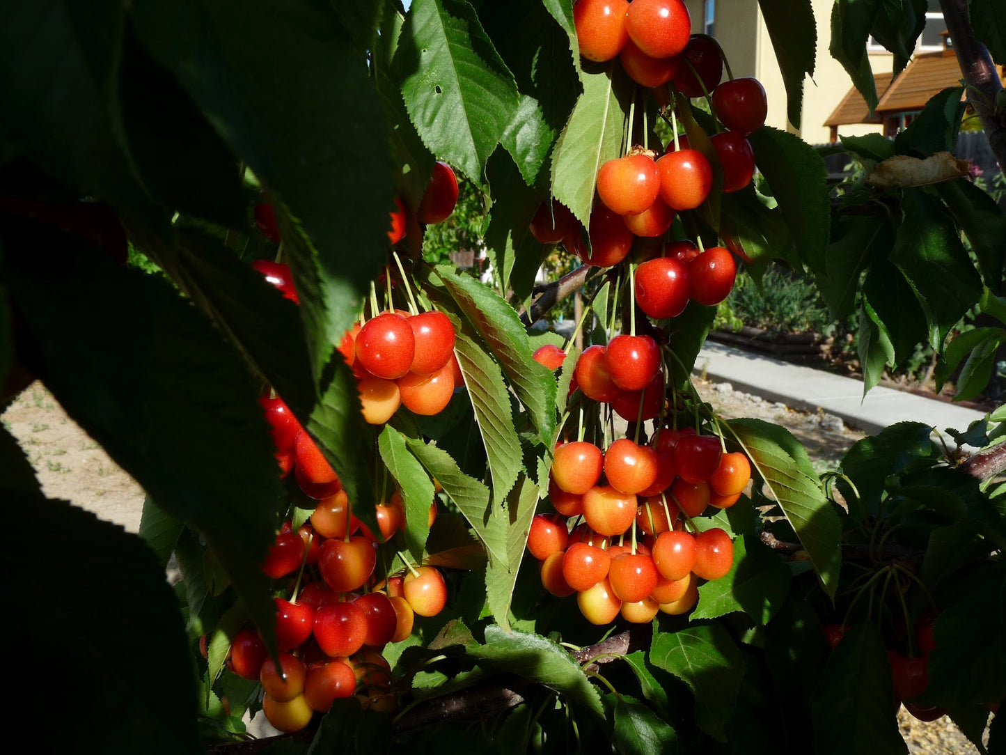 Royal Rainier Sweet Cherry Tree on Mazzard, Bare Root, 1/2"