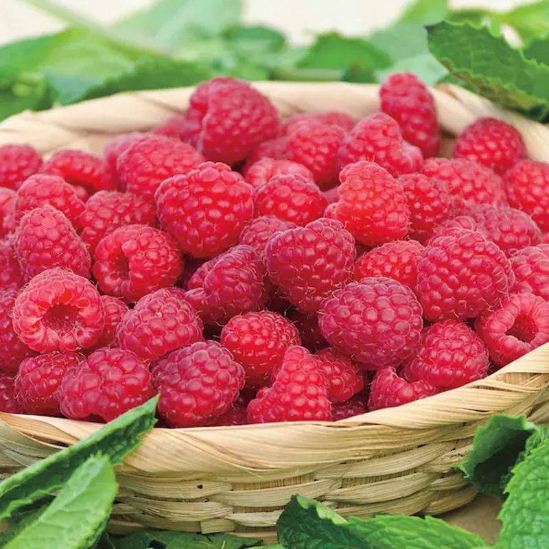 3 Willamette Raspberry Plants, Bare Root, Heirloom Raspberry