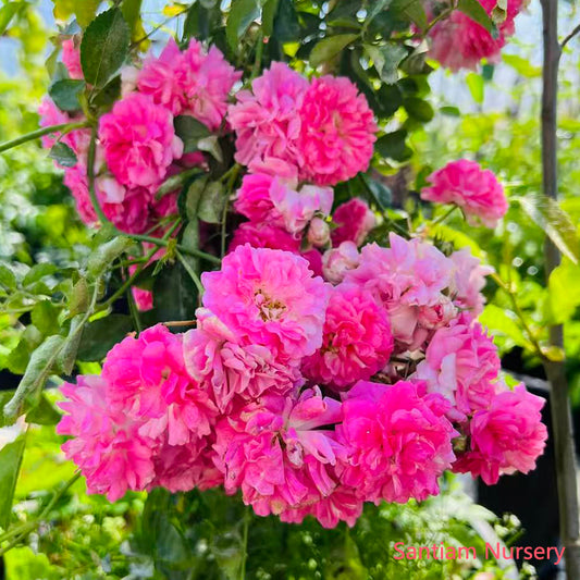 Seven Sisters Rose – Heirloom Pink Rambler, Fragrant Climbing Rose, Live Potted Plant