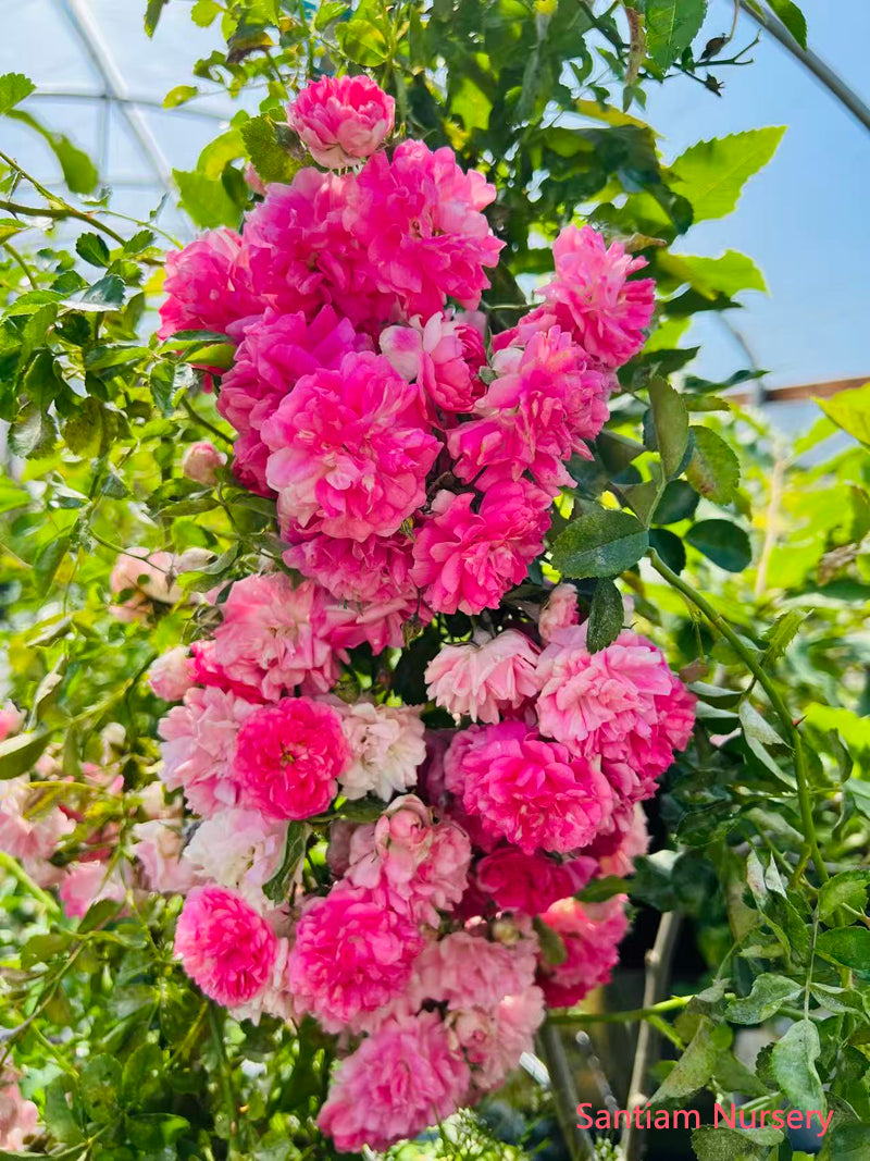 Seven Sisters Rose – Heirloom Pink Rambler, Fragrant Climbing Rose, Live Potted Plant