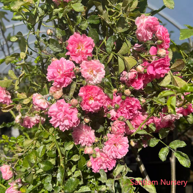 Seven Sisters Rose – Heirloom Pink Rambler, Fragrant Climbing Rose, Live Potted Plant