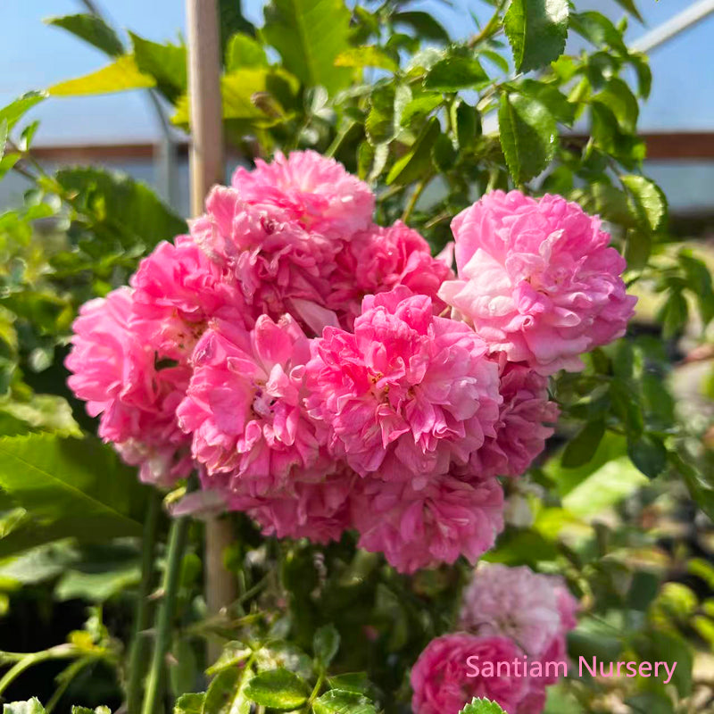 Seven Sisters Rose – Heirloom Pink Rambler, Fragrant Climbing Rose, Live Potted Plant