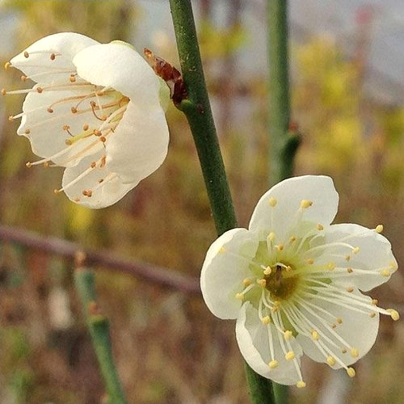 Shiro Kaga Japanese Flowering Apricot tree, Prunus mume,白加賀梅 白加贺梅花 US Seller