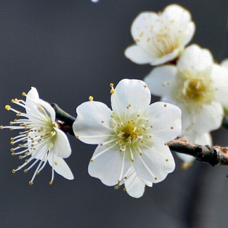 Shiro Kaga Japanese Flowering Apricot tree, Prunus mume,白加賀梅 白加贺梅花 US Seller