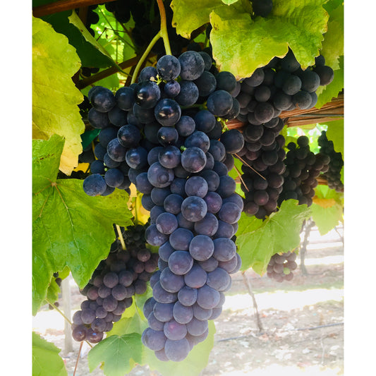 Thomcord Seedless table grape plants