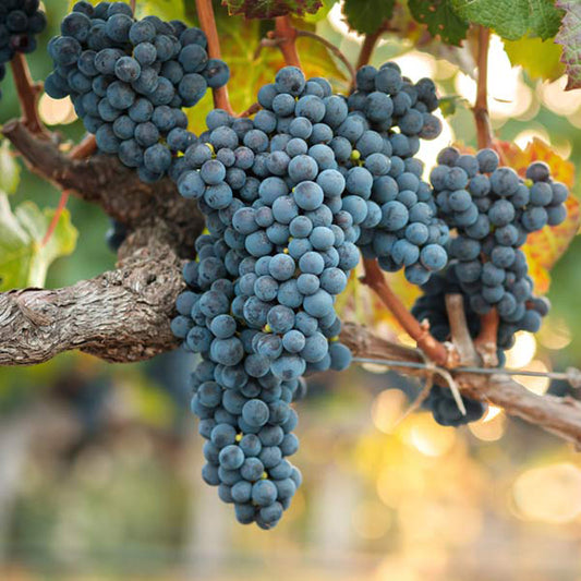 Valiant Grape Plant, Extremely Cold-Hardy, early-ripening Concord flavor, Potted