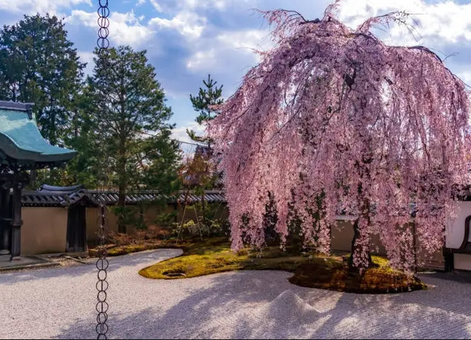 Weeping 'Double' Flowering Cherry Tree, Bare Root, シダレザクラ，枝垂れ桜