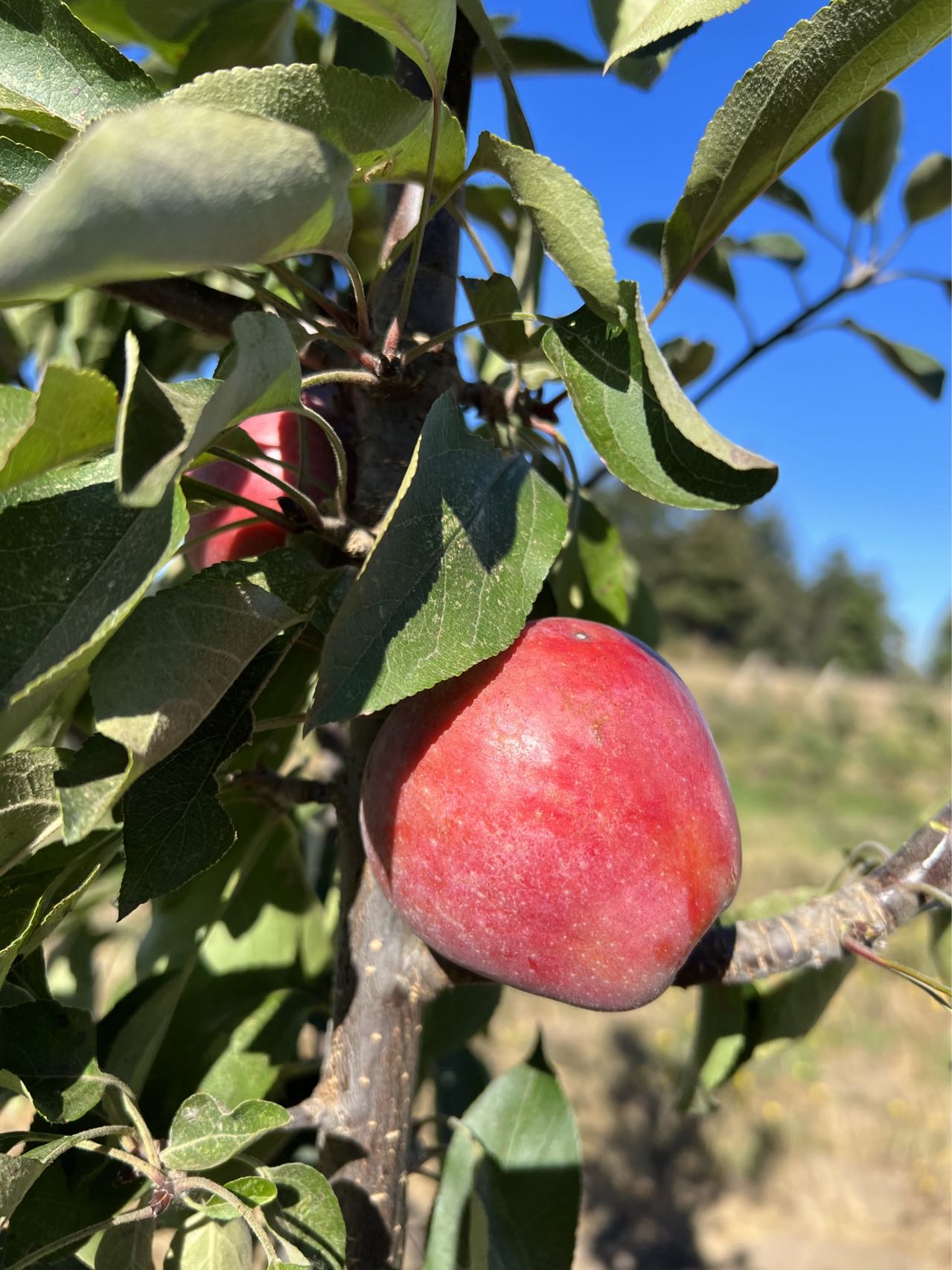 Almata red flesh apple tree, bare root