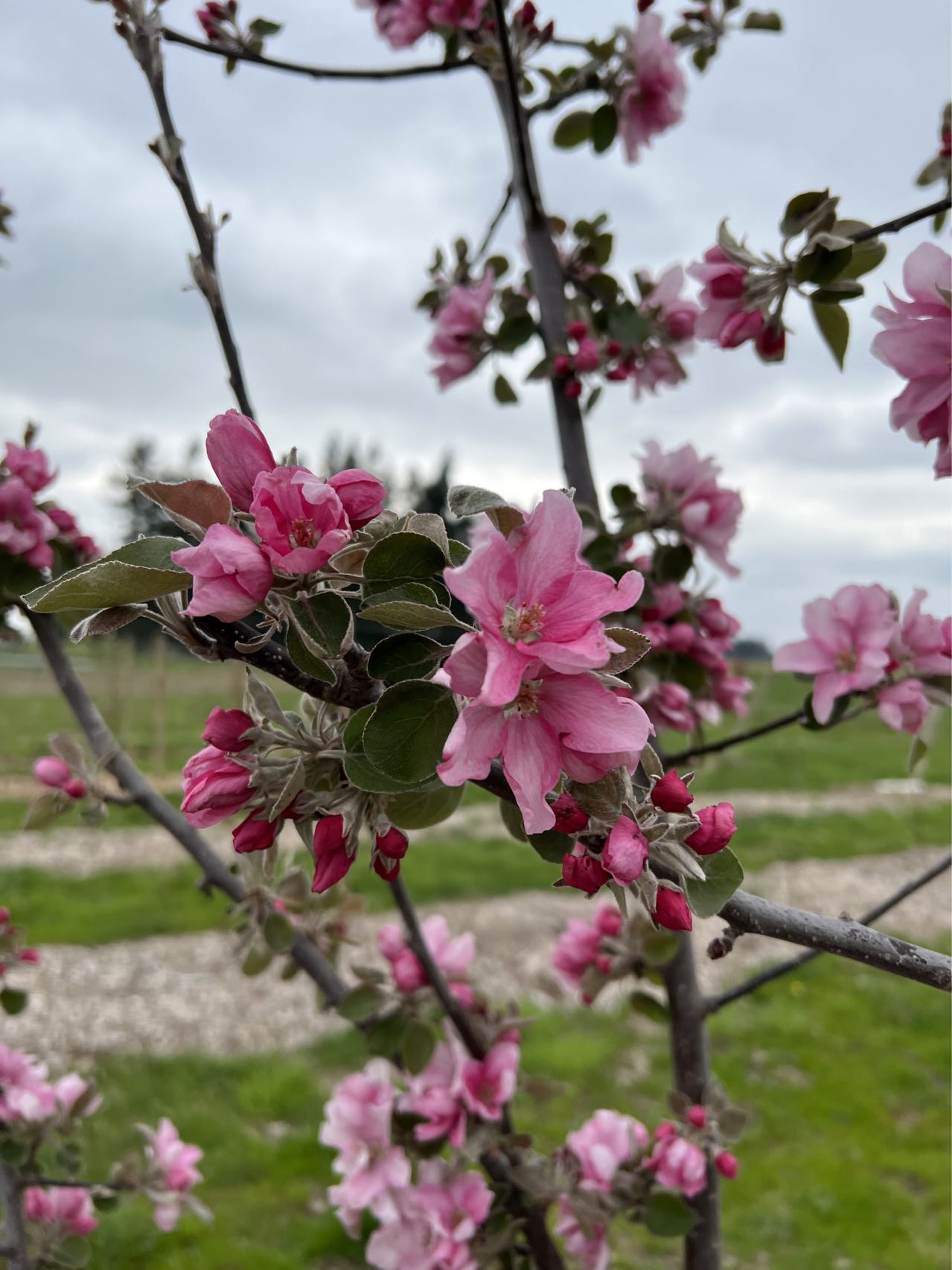 Almata red flesh apple tree, bare root