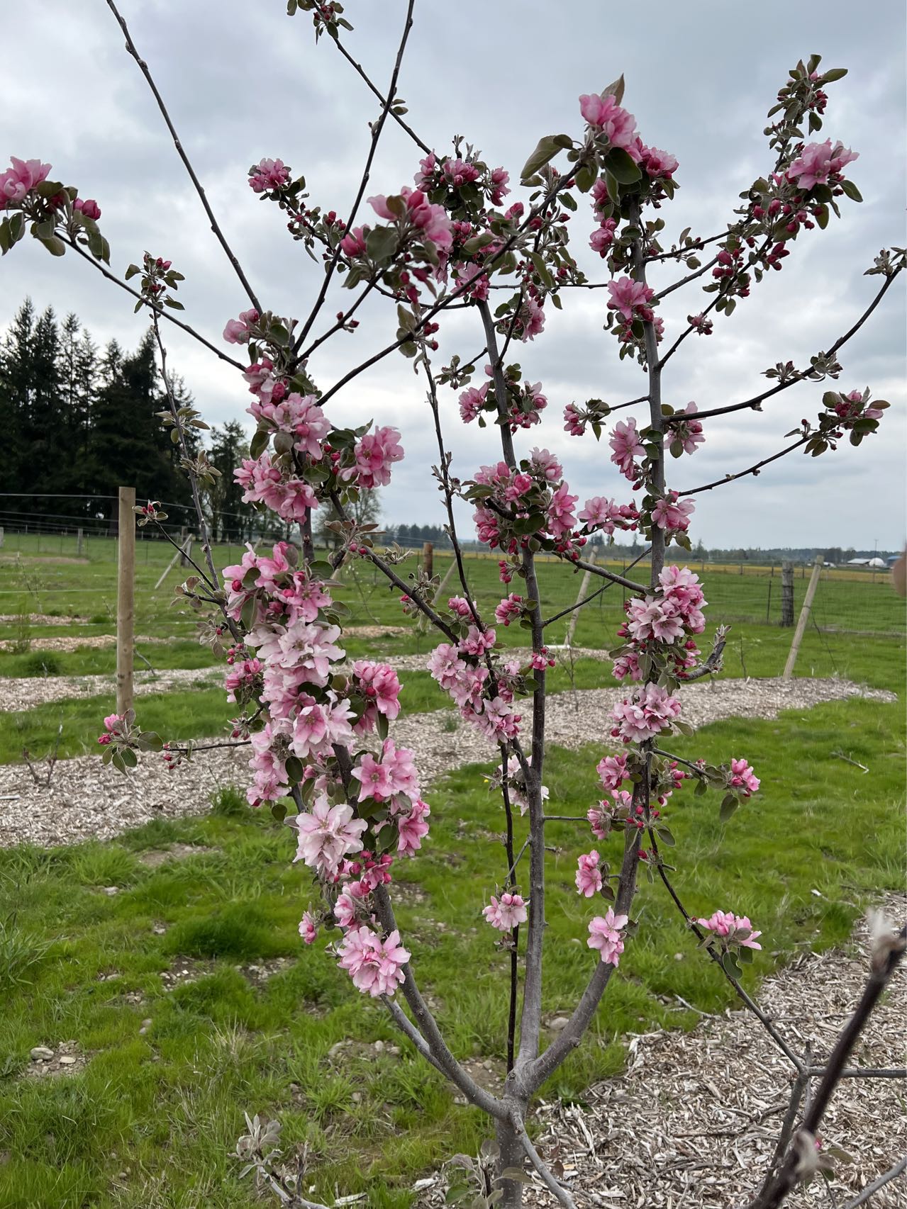 Almata red flesh apple tree, bare root