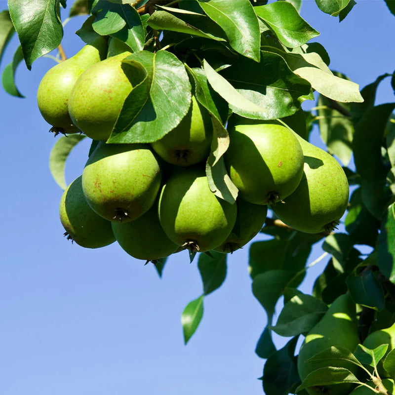 D'Anjou European Pear Tree, Bare Root