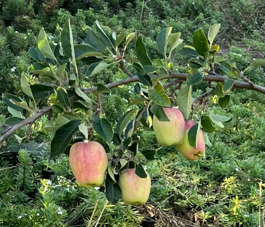 Anna Apple Tree on M7, Bare Root, 3/8" . low chill requirement, great apple tree for southern regions, especially the Gulf Coast.