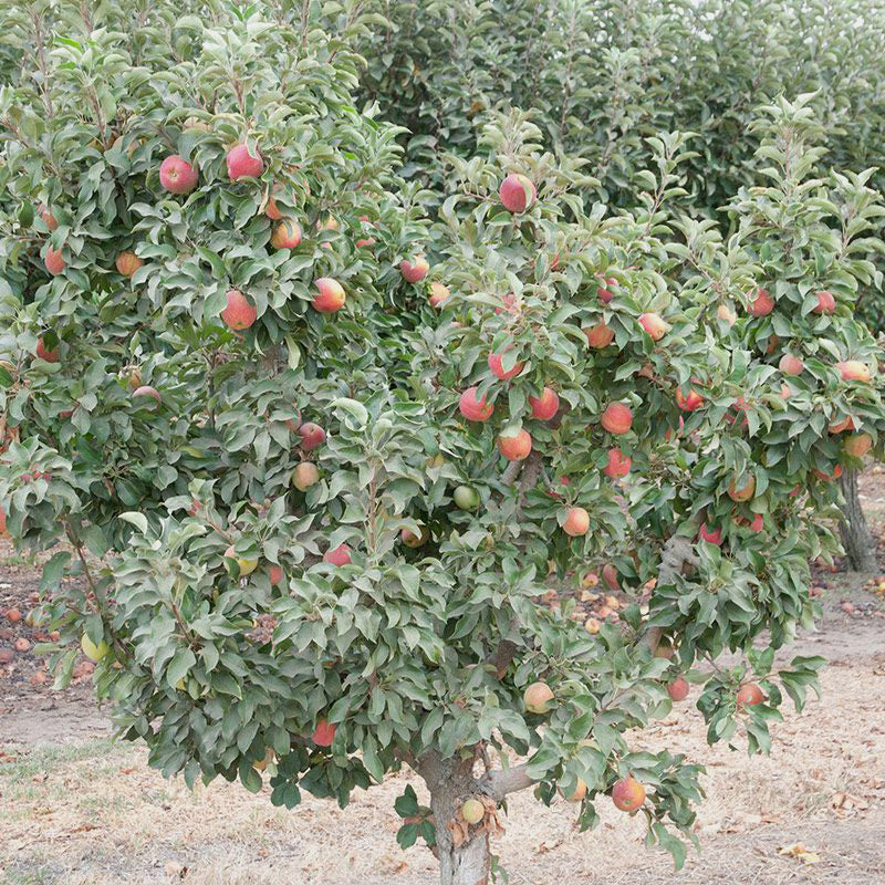 Apple Babe Dwarf Apple Tree, Bare Root