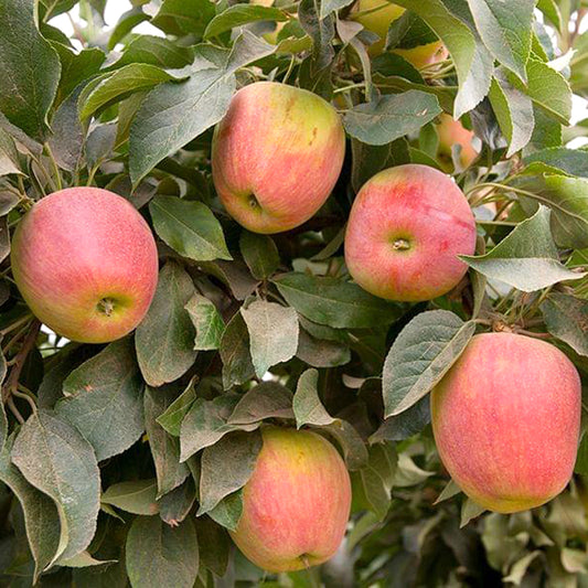 Apple Babe Dwarf Apple Tree, Bare Root