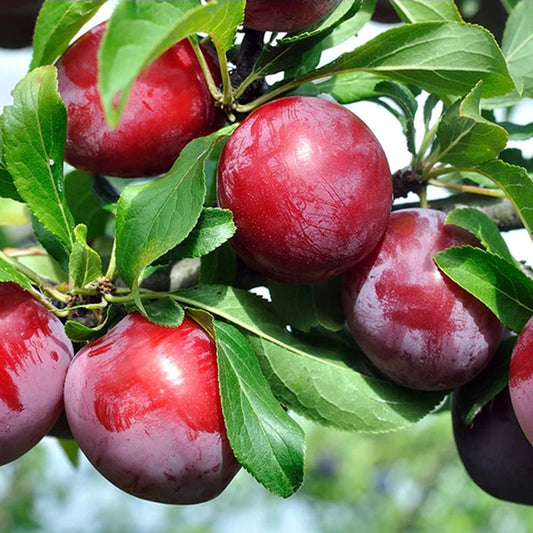 Beauty Plum Tree, Self-fruitful,  36" tall