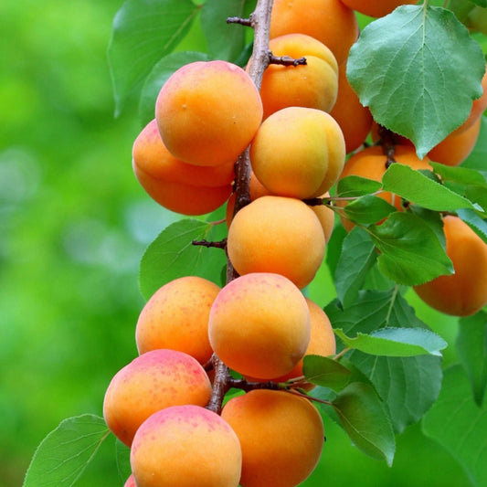 Blenheim (Royal) Apricot Tree, Bare Root, Self-fruitful