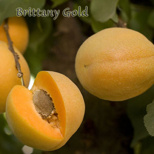 Brittany Gold Apricot Tree, Bare Root, 3 feet tall